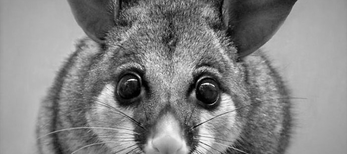 close up black and white photo of a ringtail possum's face