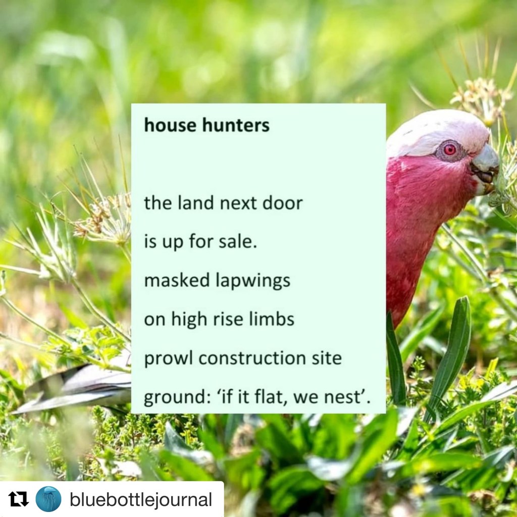 Photo of a pink and grey galah eating grass seeds with following text: the land next door  is up for sale. masked lapwings  on high rise limbs prowl construction site  ground: ‘if it flat, we nest’.