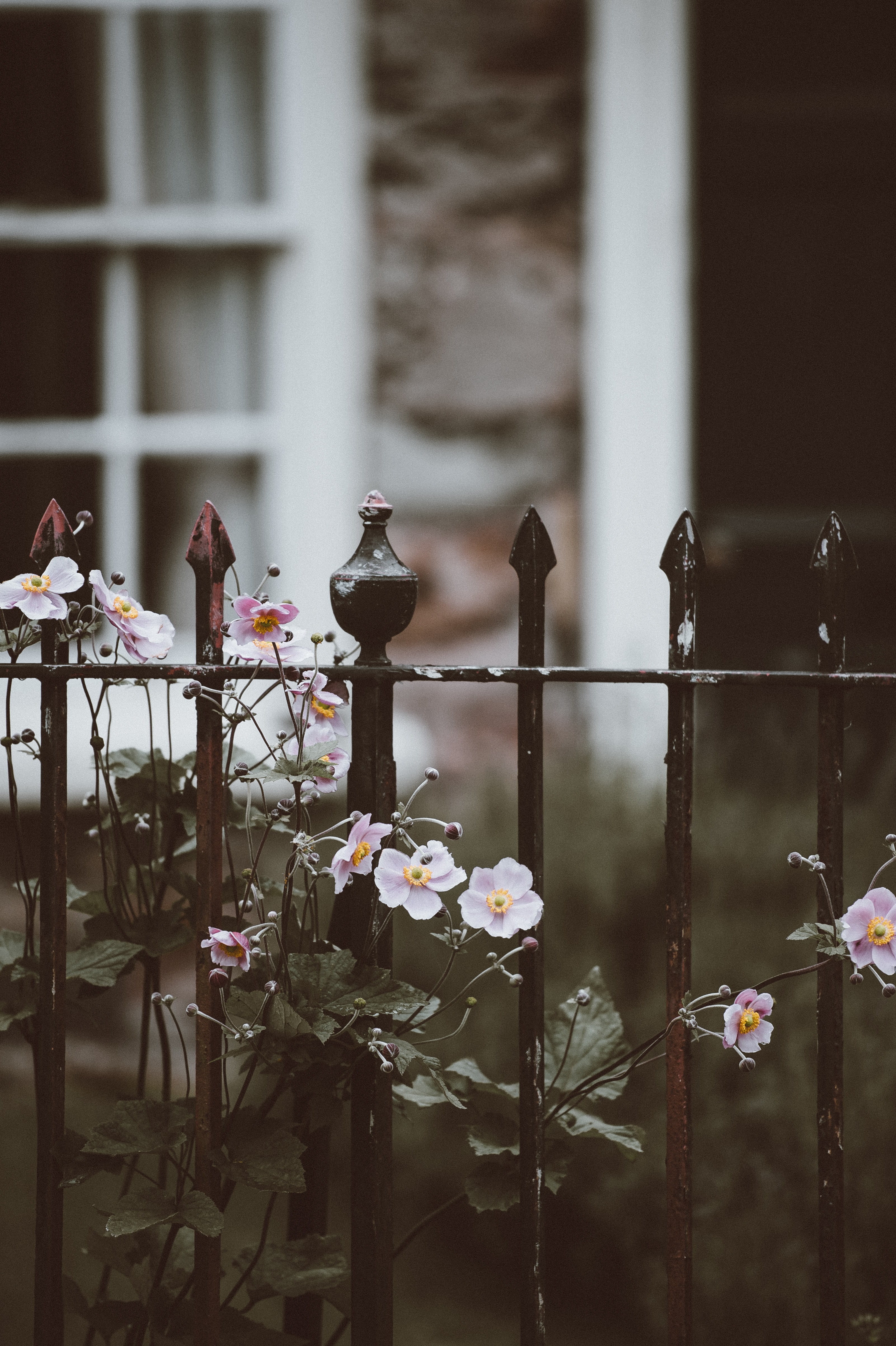 Photo of an iron gate with pink flowers winding around it. In the background is a white window and doorframe.