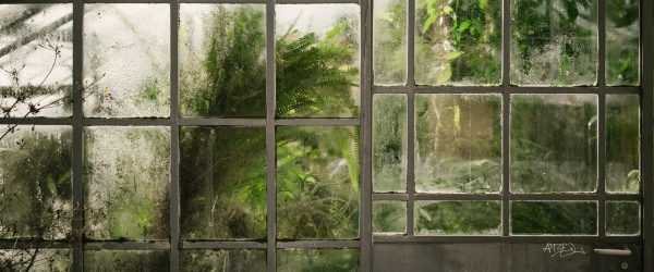 Photo of green plants behind the white-framed windows of a greenhouse.