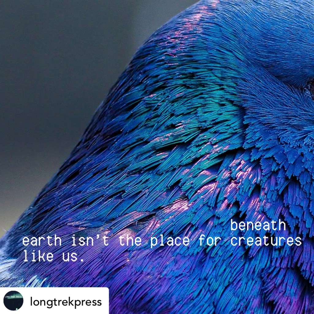 A close-up of iridescent blue and purple bird feathers, similar to the first image, with the text “beneath earth isn’t the place for creatures like us.” in white lowercase letters. The logo “longtrekpress” appears at the bottom left corner.