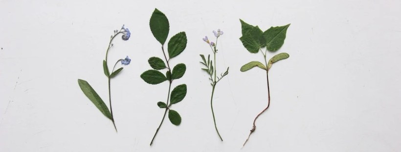 a photo of four pressed plants and flowers on a white background